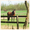 omgeving