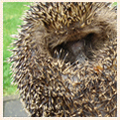 egel